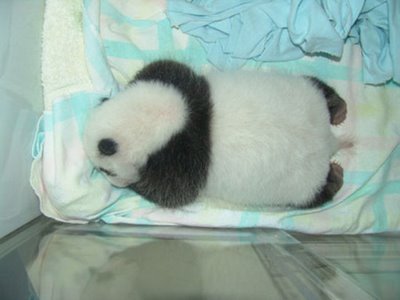 Growth Of A Panda