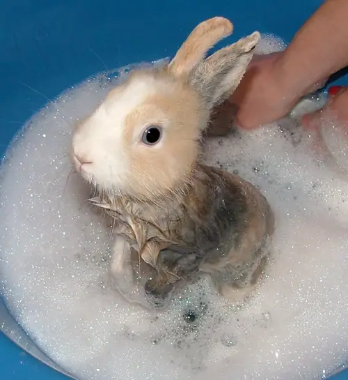 Cute Bunny Bath