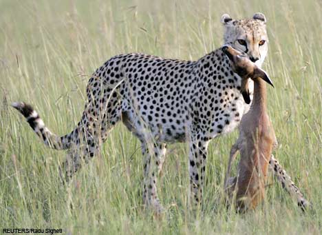 Cheetahs Eat Fawn