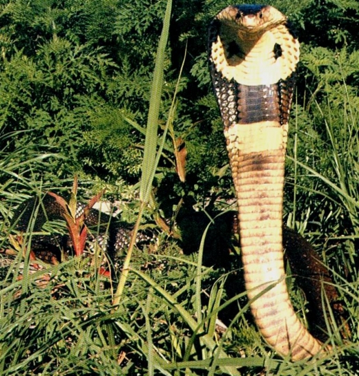 Cobra Snake