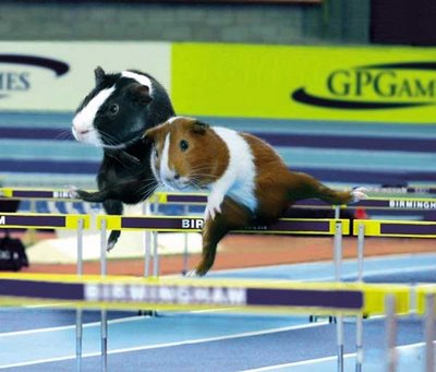 Funny Animal Olympics