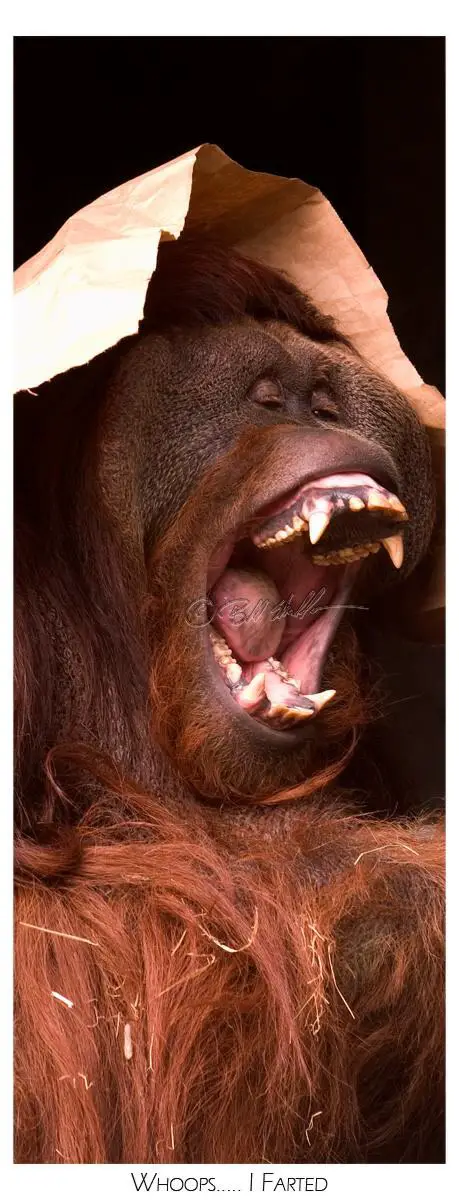 Animals Yawn Too