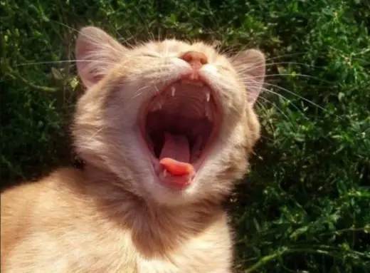 Animals Yawn Too