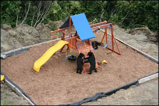 Bear Cub Playground