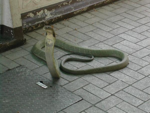 Cobra Snake