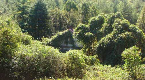 Kudzu Covered Houses