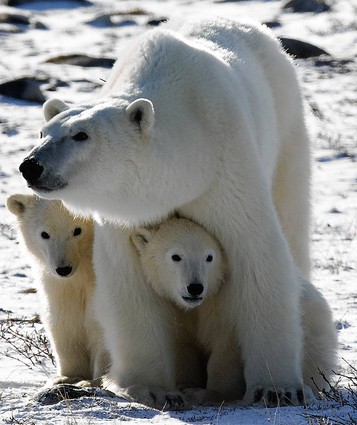 More Polar Bears