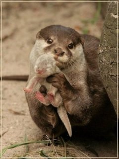 Proud Otter