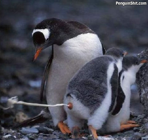 Funny Pictures of Penguin Poos