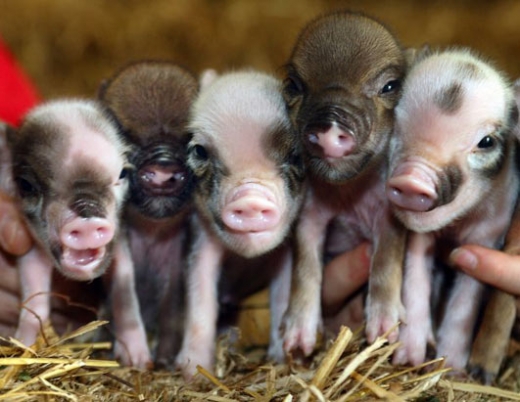 Piglets