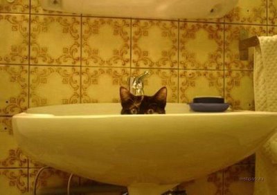 Funny Bathing Your Pets